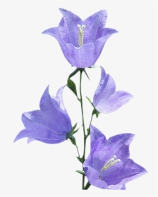 Bluebell, Morning Glory Flower Png - Morning Glory Flower Png, Transparent Png, Free Download