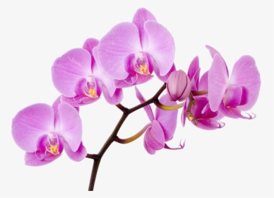Orchid Png, Transparent Png, Free Download