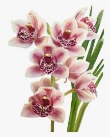 Flowers, Orchids, Pink, Tropical, Exotic, Cut Out - Orchids Of The Philippines, HD Png Download, Free Download