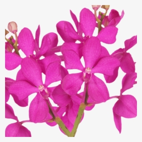 Pink Orchid Real Fresh Flowers To Buy Online - Dendrobium, HD Png Download, Free Download