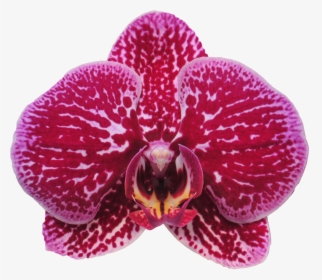 Moth Orchid, HD Png Download, Free Download