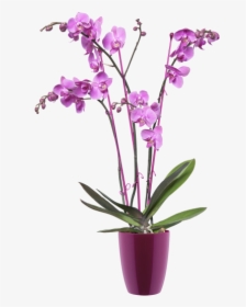 Orchideenschale Groß, HD Png Download, Free Download
