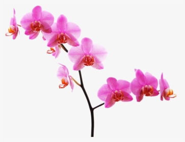 Orchid Clipart Floral - Orchid With White Background, HD Png Download, Free Download