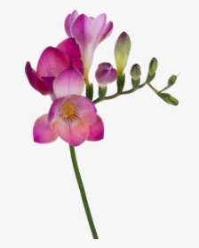 Pink Freesia Png, Transparent Png, Free Download