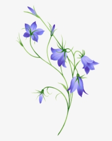 Morning Glory, Bellflower, Leaf, Nature - Flower Bell Png, Transparent Png, Free Download