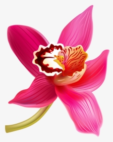 Transparent Orchid Flower Clipart - Flowers Clipart Orchid, HD Png Download, Free Download