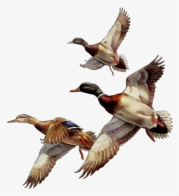 Mallard Bird Duck Goose Gif - Transparent Goose Gif, HD Png Download, Free Download