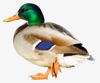 Duck Png Picture - Duck Png Free, Transparent Png, Free Download