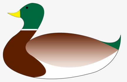 Pato Nadando Png, Transparent Png, Free Download