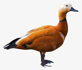 Mallard - Ruddy Duck White Background, HD Png Download, Free Download