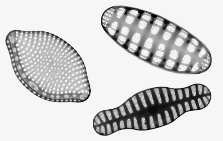 Diatoms Transparent Background, HD Png Download, Free Download