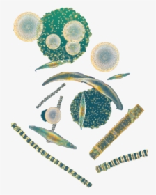 Phytoplankton Png, Transparent Png, Free Download