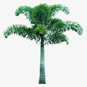 Palm Tree Png Image - Fox Tail Palm Png, Transparent Png, Free Download