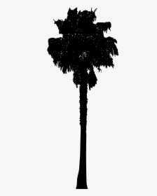 Palm Tree - Silhouette, HD Png Download, Free Download