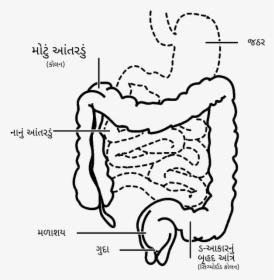 File - Intestine-gu - Svg - Crohn's Disease Black And White, HD Png Download, Free Download