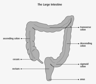 Transparent Small Intestine Png - Caecum Colon And Rectum, Png Download, Free Download