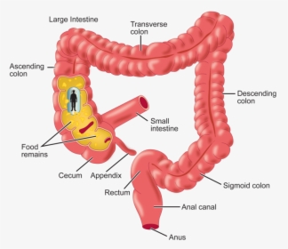 A Journey Through The Intestine - Does Food Enter The Large Intestine, HD Png Download, Free Download