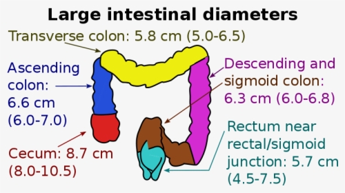 Diameters Of The Large Intestine - Dog Licks, HD Png Download, Free Download