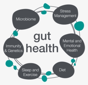 Gut Health Microbiome - Gut Health, HD Png Download, Free Download