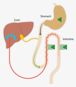 Metacrine Fxr, HD Png Download, Free Download