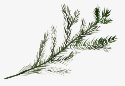 Pine Branch Png File - Pine Tree Branch Png, Transparent Png, Free Download
