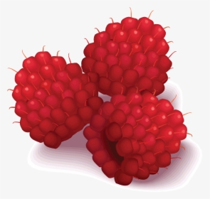 Raspberries Clipart, HD Png Download, Free Download