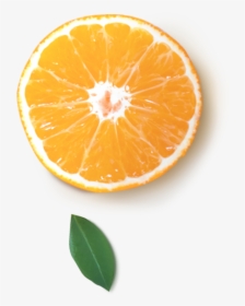 Orange, HD Png Download, Free Download