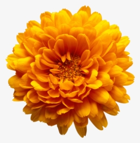 Orange Chrysanthemum Flower Transparent Clip Art Image - Orange Flower Transparent Background, HD Png Download, Free Download