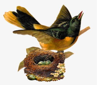 Bird Nest Eggs Oriole Image Artwork Illustration Clipart - Bird In Nest Png, Transparent Png, Free Download