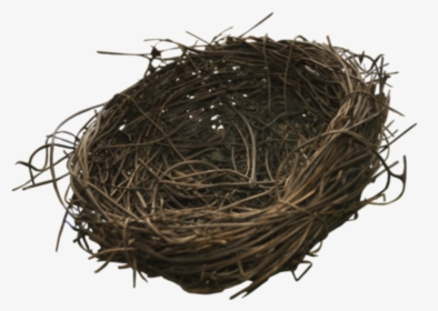 #bird #nest - Twig, HD Png Download, Free Download
