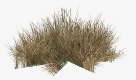 Full Top - Desert Grass Bush Png, Transparent Png, Free Download
