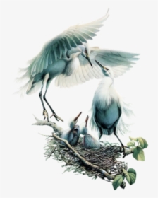 #bird #birds #nest #babybirds #hatchling #terrieasterly - طرح های پرندگان سیاه قلم, HD Png Download, Free Download