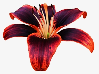 Transparent Lillies Png - Tiger Lily Purple And Orange Flowers, Png Download, Free Download