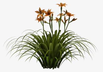 Top Backgrounds, Images Sorted, 3d Lily - Png Hd, Transparent Png, Free Download