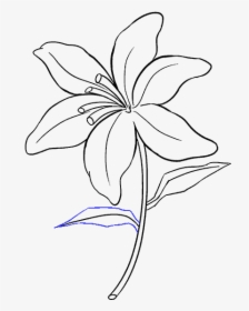 How To Draw Lily - Small Lily Flower Drawing, HD Png Download, Free Download