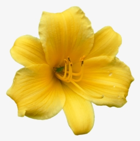 Daylily Yellow Svg, HD Png Download, Free Download