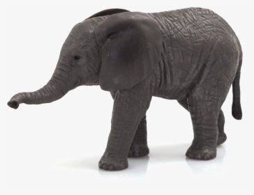 African Elephant Calf , Png Download - Elephant Animal Planet Logo, Transparent Png, Free Download