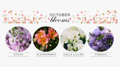 October Blooms - Peruvian Lily, HD Png Download, Free Download