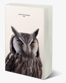 Mock11 - Owl, HD Png Download, Free Download