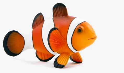 Clown Fish Transparent Background, HD Png Download, Free Download
