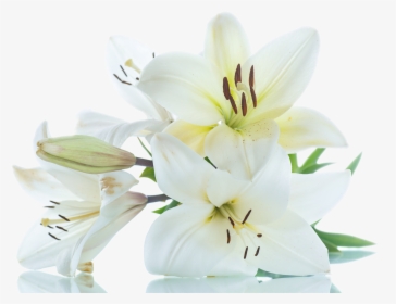 Lily PNG Images, Free Transparent Lily Download , Page 10 - KindPNG