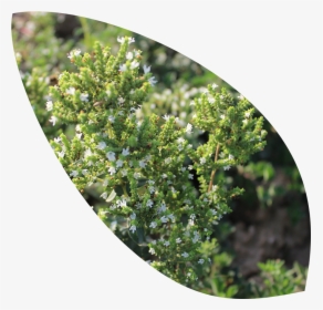 Red Juniper, HD Png Download, Free Download