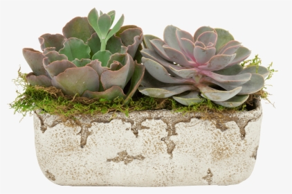 Flowerpot, HD Png Download, Free Download