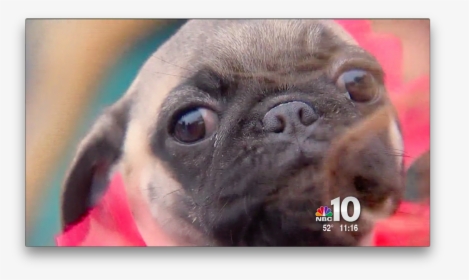 Pug, HD Png Download, Free Download
