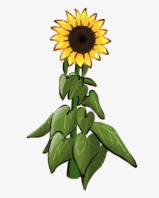 Transparent Sunflower Seeds Clipart - Girassol Draw, HD Png Download, Free Download