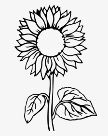 Sunflower Flower Coloring Pages, HD Png Download, Free Download