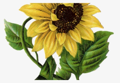 Transparent Sunflower Drawing Png - Sunflower Transfers For Furniture, Png Download, Free Download