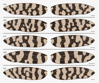 Slip-on Shoe, HD Png Download, Free Download