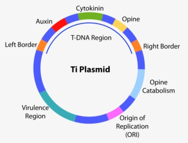 Difference Between Ti And Ri Plasmid - Biotechnology Principles And Processes, HD Png Download, Free Download