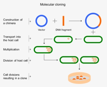 Dna Vector Png -codon Optimization - Klonlanan Genlerden Protein Üretimi, Transparent Png, Free Download